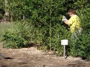 Mid-Atlantic Bamboo's Bamboo Spade (extra duty)