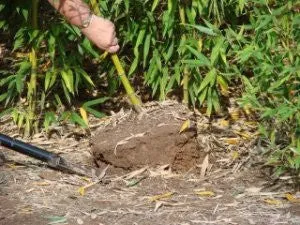 Mid-Atlantic Bamboo's Bamboo Spade (extra duty)