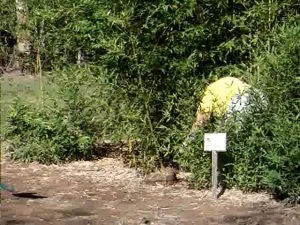 Mid-Atlantic Bamboo's Bamboo Spade (extra duty)