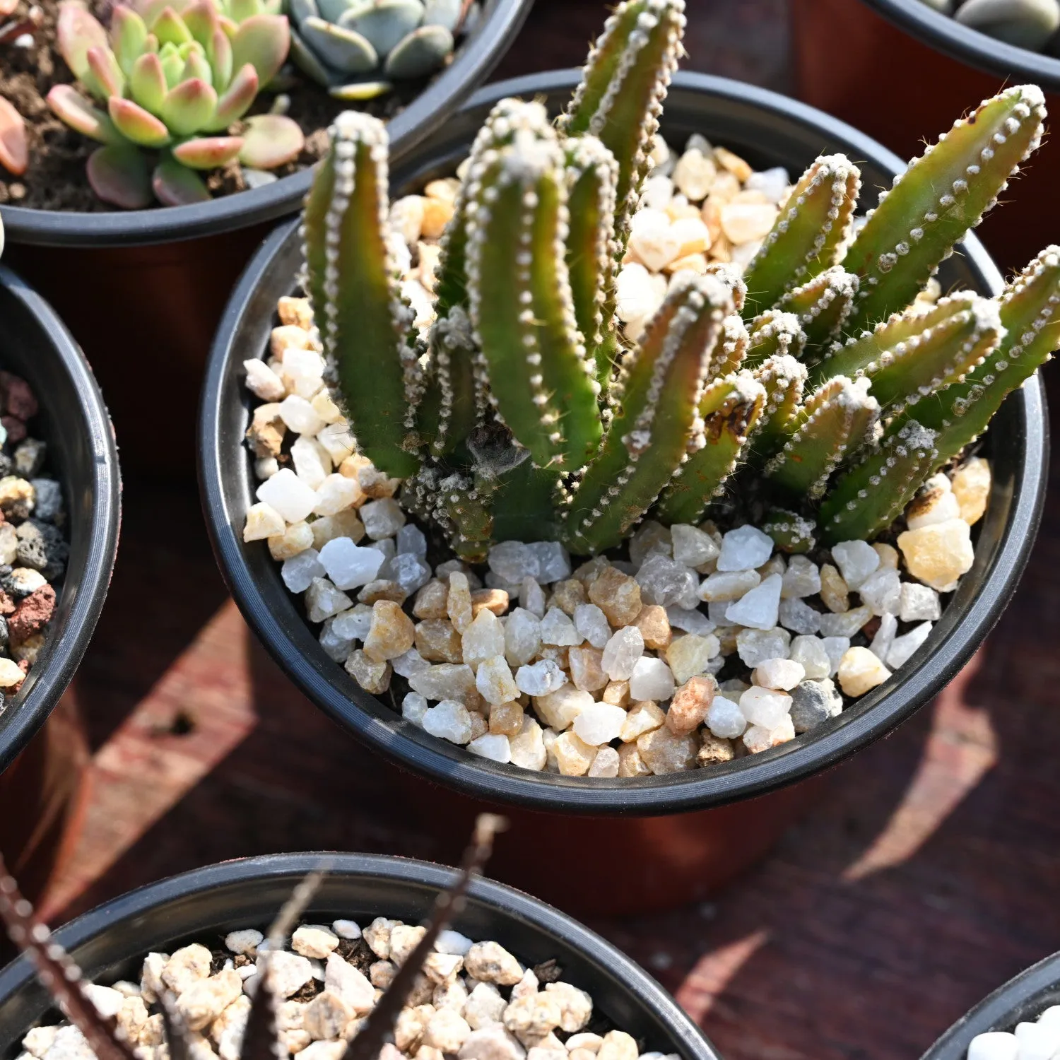 Succulent and Cactus Bonsai DIY Rocks, Golden Sand Stones