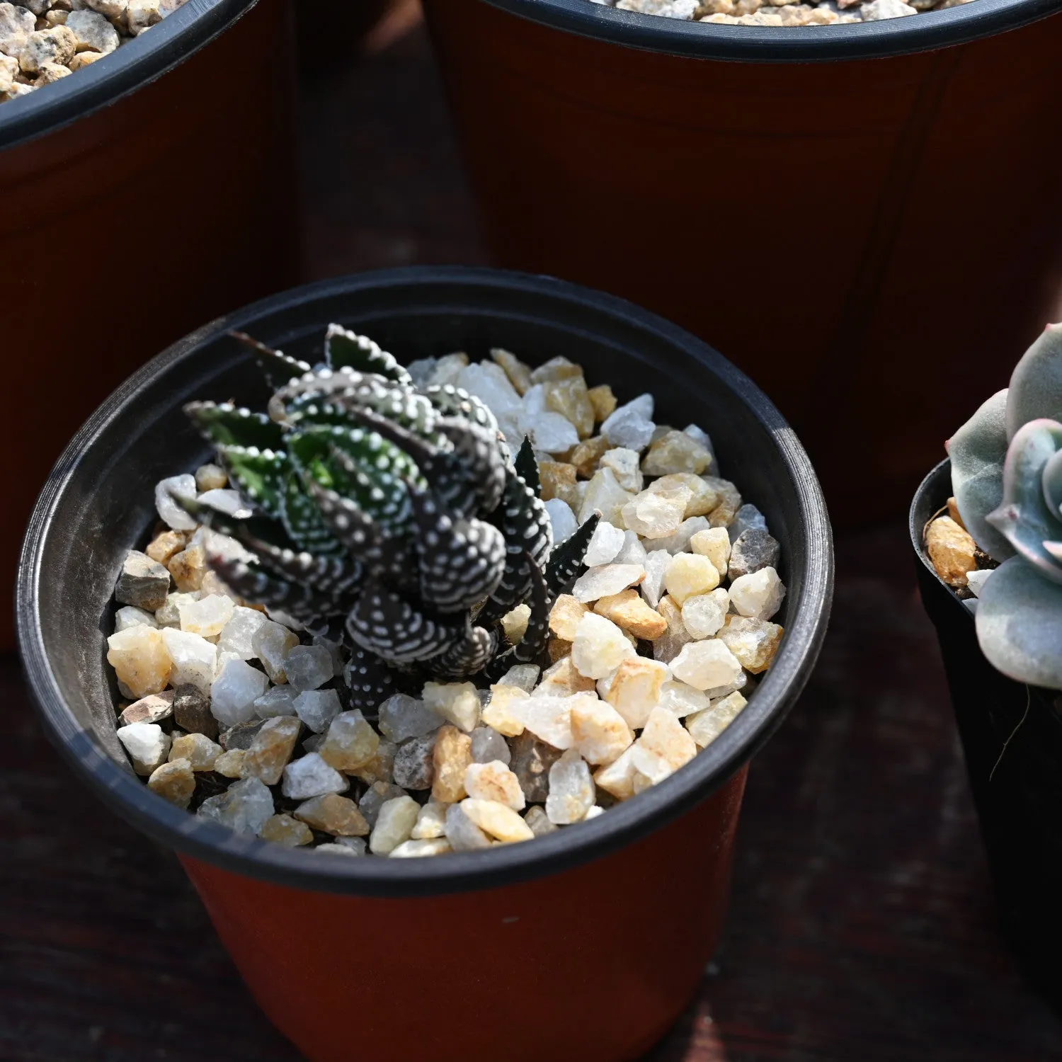 Succulent and Cactus Bonsai DIY Rocks, Golden Sand Stones