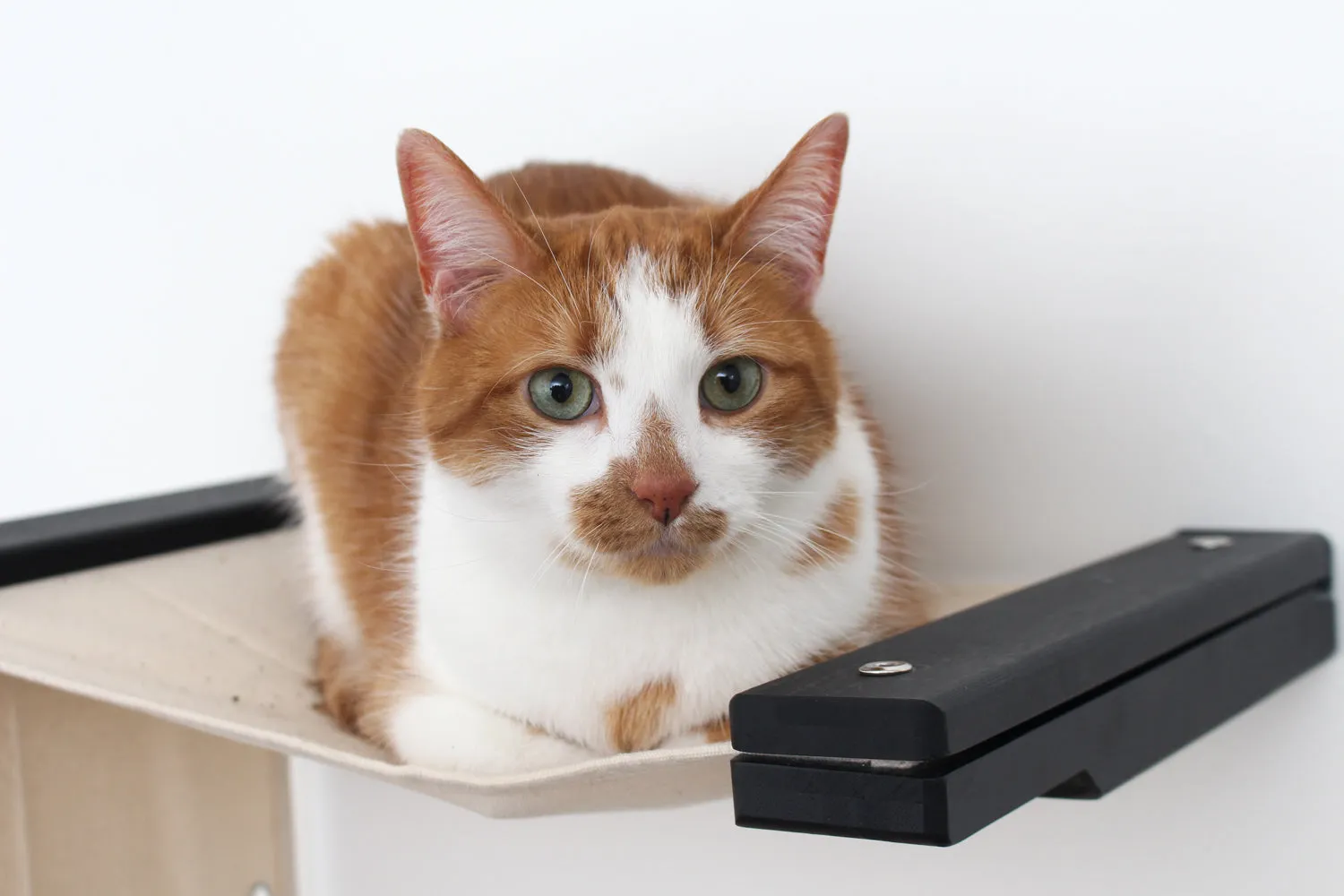 The Play Cat Condo - A Wall-Mounted Cat Tree